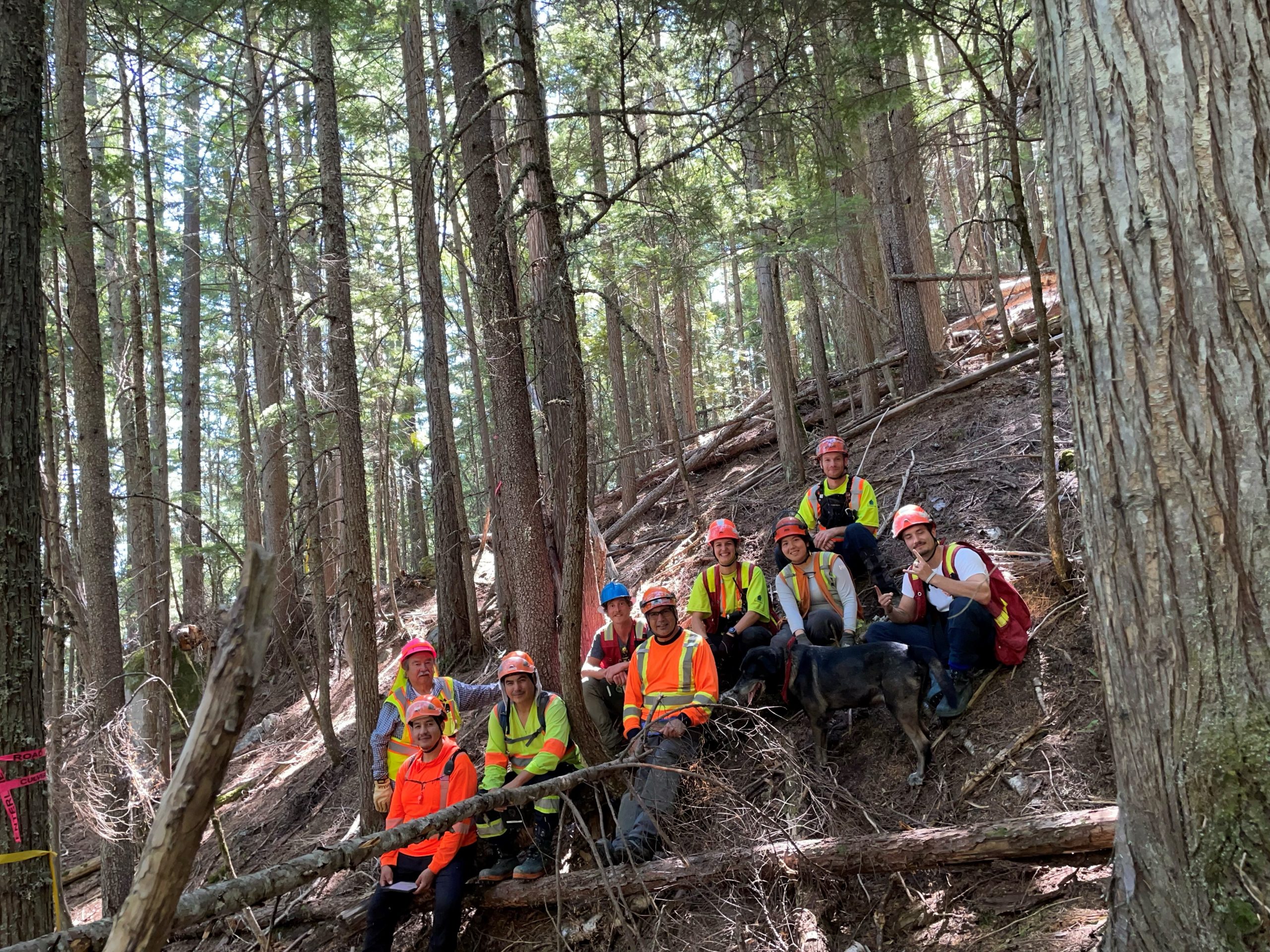 group of people on the side of a hill in the forest